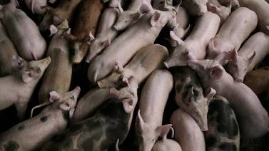 Porcicultores piden cierre total a importaciones de cerdo desde Chile