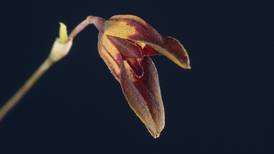 Dos nuevas especies de orquídeas miniatura fueron descubiertas en Costa Rica