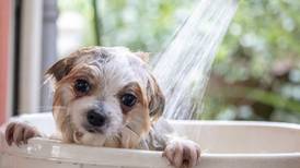 ¿Cómo bañar a su perro en casa? Todo lo que debe saber para sacar la tarea sin inconvenientes