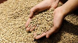 Cooperativas de café suben participación en cosecha nacional