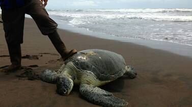 Matan 14 tortugas cerca del Parque Nacional Tortuguero