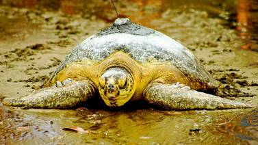 Golfo Dulce es clave en la alimentación de tortugas