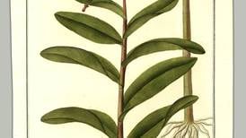 Imágenes botánicas del siglo XVIII nos ofrecen un jardín de ciencia y de color