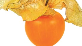 Uchuva: la fruta del amor