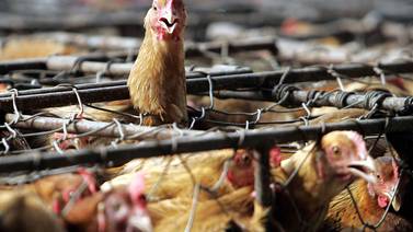 Centros de salud deben notificar casos sospechosos de gripe aviar en 24 horas