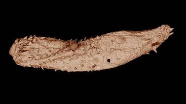 Hallado  gusano de hace 530 millones de años