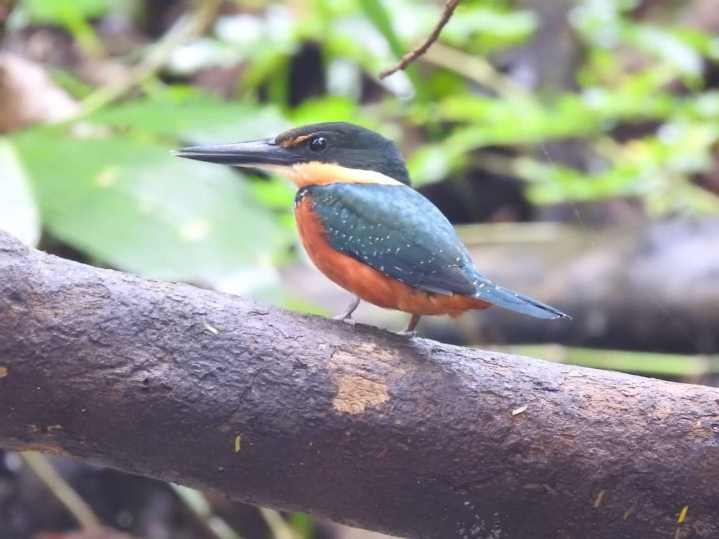El Parque Nacional Tortuguero registró la cifra récord de 186 especies de aves. Foto: cortesía del ICT.