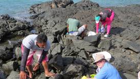 Vecinos y biólogos hacen inventario de crustáceos en Guanacaste