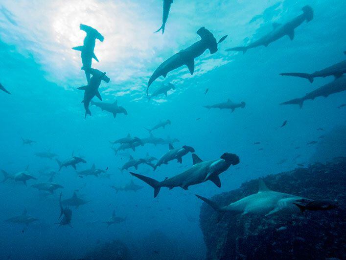 Un kilo de aletas de tiburón puede costar hasta $1.000 en los mercados de Asia oriental. FOTO: