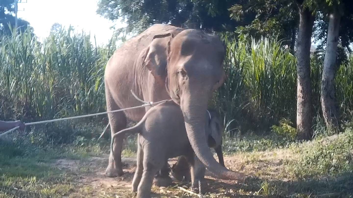 Gintaala (madre) y Boonshoo fueron separadas, como parte de la industria de explotación de elefantes con fines turísticos en  en Tailandia. La imagen fue captada como parte de un trabajo encubierto de la organización Protección Animal Mundial, entre 2018 y 2020.