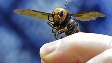 ‘Avispones asesinos’, grave amenaza para abejas, aparecen en noroeste de EE. UU.