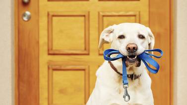 Aeropuerto de Nueva York estrena sanitario para mascotas