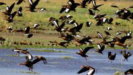 Unas 44 especies de aves regresan al  Parque Nacional Palo Verde