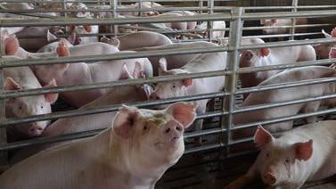 Atraso en permisos a industrias impide explotar más mercado chino de cerdo