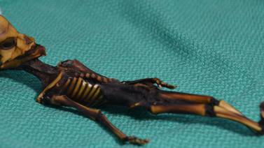 El supuesto alienígena de Atacama era una niña con una enfermedad ósea