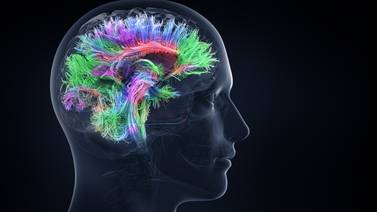 ¿Nuestro sexo biológico determina diferencias en el cerebro?