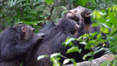 El apoyo de los amigos reduce ‘hormona del estrés’ en los chimpancés salvajes