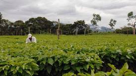 Cafetaleros piden cambios en plan para renovar plantas