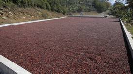 Coopetarrazú busca 14.000 recolectores de café para la zona de Los Santos
