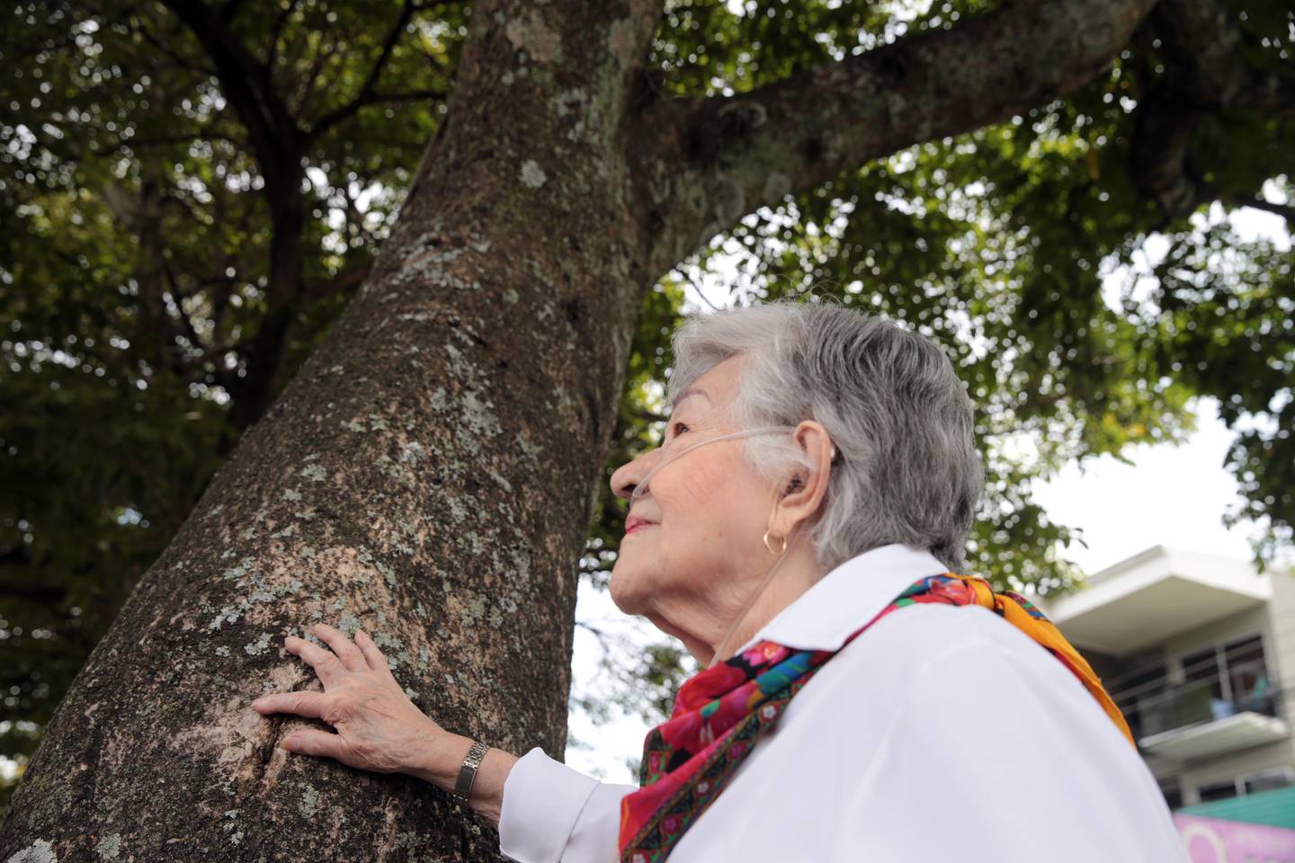 29/08/2023 La señora Nydia Palma Rodríguez sembró un árbol en la entrada a residencial el bosque en San Francisco de Dos Ríos hace mas de 25 años y durante estos años lo a cuidado y ya esta grande, y escribió un libro Relatos de mi Vida. Foto Alonso Tenorio