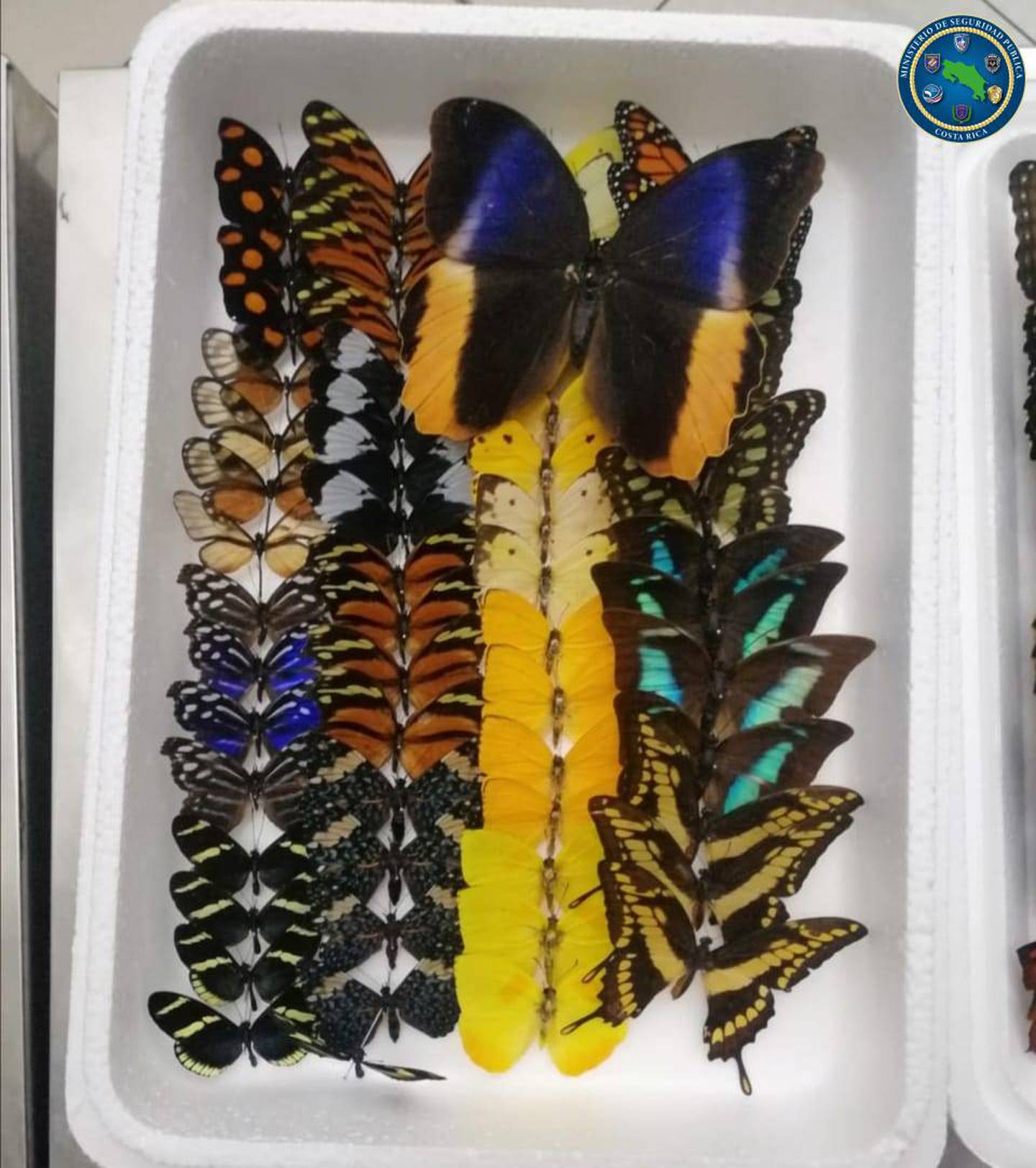Estas mariposas son parte del más reciente decomiso realizado en el aeropuerto Juan Santamaría el 14 de julio. Foto: Cortesía MSP.