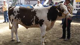 Expo Leche: Exhibición de ganado, granja infantil y conciertos serán los protagonistas