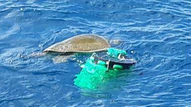 Tortuga marina arrastraba estañón de plástico atado a su aleta derecha en península de Osa