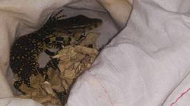 Policía Fiscal halla dos reptiles dentro de una caja que ingresó vía 'courier' al país