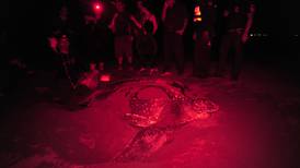 Biólogos retoman el sueño de Jairo Mora para proteger tortugas en Moín