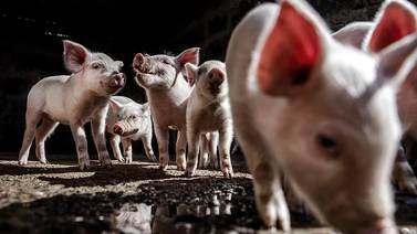 FAO llama a tomar medidas para prevenir el ingreso de la Peste Porcina Africana al país