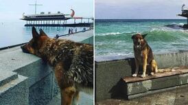 Falleció ‘Hachiko de Crimea’, el perro que esperó por 12 años el regreso de su dueño