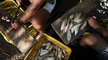 México pone trabas a ingreso de productos pesqueros ticos