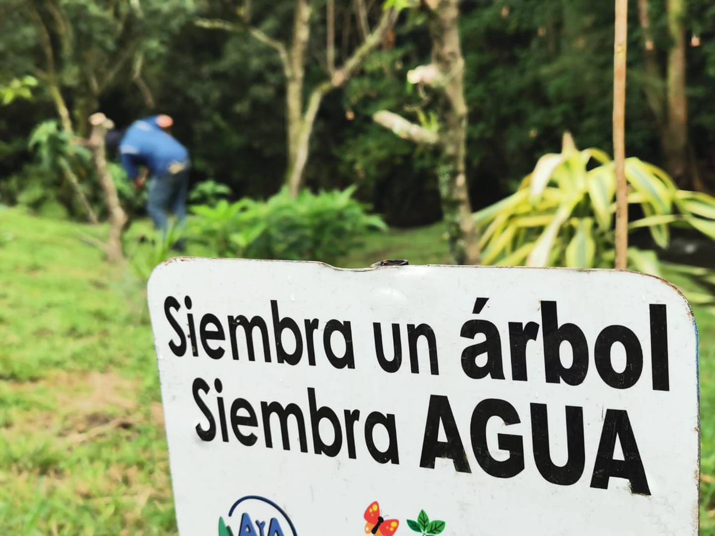 Especímenes de importancia ecológica fueron plantados en áreas de protección del Río Torres en Sabanilla, cercanías del Estadio Nacional y Mata de Plátano. Fotos: cortesía de Minae.