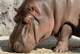 ‘Gen-chan’: El hipopótamo macho en México que resultó ser hembra en Japón