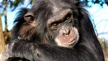 La atroz historia de Frodo, el chimpancé que mató a una niña y se la comió en Tanzania