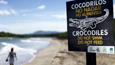 Asociación de turismo demanda al Estado por no reubicar cocodrilo en Tamarindo