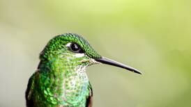 Diputados declaran al colibrí símbolo nacional número 19