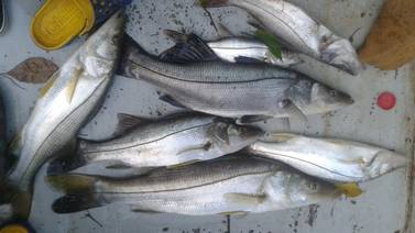 Investigan muerte masiva de peces en ríos de Matina 