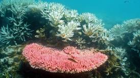 Las reservas marinas reducen la prevalencia de enfermedades en los corales