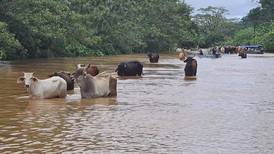 Senasa reporta más de 90.000 animales productivos afectados por las lluvias