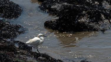 Desastre ecológico en Lima: fauna marina podría tardar unos 10 años en recuperarse