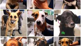 19 perritos abandonados en romería puestos en adopción