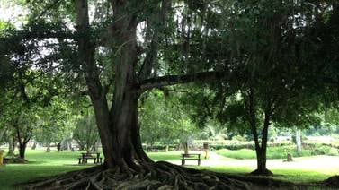 El higuerón de Ujarrás es un árbol excepcional
