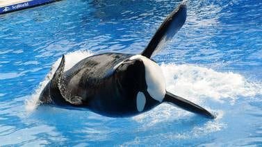 Tilikum: la orca que murió para reencontrarse con su libertad