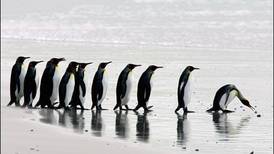 Cinco cosas que hay que saber sobre la fauna en la Antártida