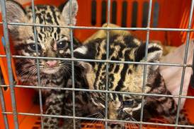 Sinac rescata crías de manigordos en Pococí
