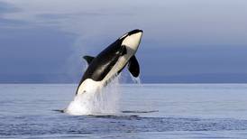 SeaWorld publica datos de sus orcas para ayudar a la especie