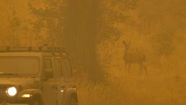 Mayor incendio forestal en California deja al menos cuatro muertos
