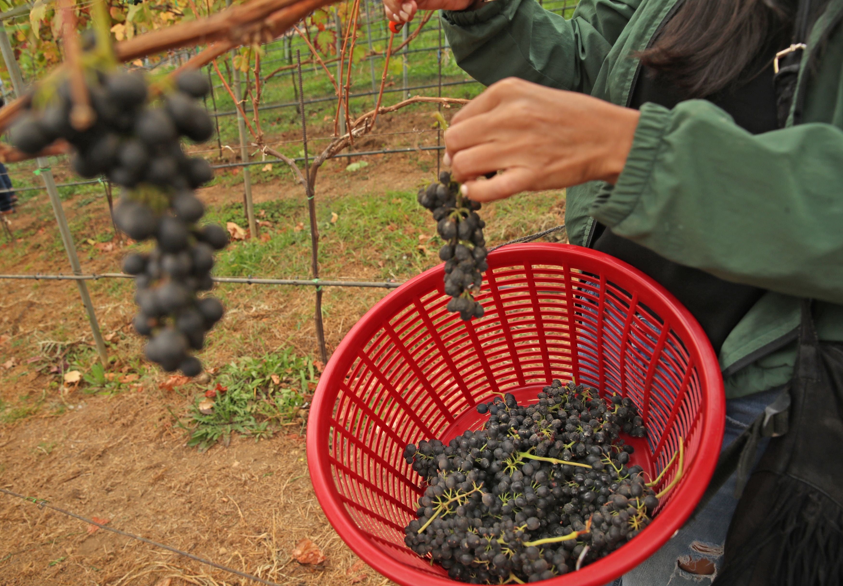 La actividad iniciará a las 8 a. m. con la recolección de las uvas de las plantaciones. 