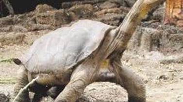 Hallan 17 tortugas con genes del Solitario George